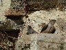 Castellar De La Frontera 2 house martins