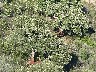 Castellar De La Frontera cork trees in forest below