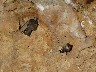 Castellar De La Frontera house martins crashing into wall to land and hang on