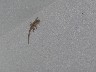Wild animals