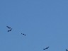 Tarifa griffin vultures