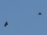 Tarifa vultures