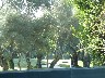 Club De Golf Valderrama, photo taken between the hedges