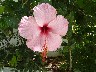 Hibiscus 1