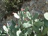 Red prickly pears
