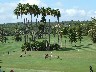 Palm trees everywhere