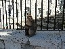 Inces Hall Theatre - Gibraltar showing the monkeys