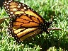 Monarch butterfly in the cemetry