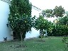 Toms citrus estate clearly showing the grapefruit and lemon trees