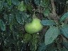 Toms citrus estate grapefruit