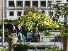 Datora in the flower beds