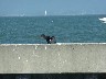 Drying his wings