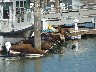Seals