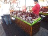 So many cherries