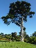 A tree in the botanical gardens