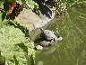 Terrapins in pond