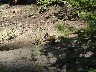 Chipmunk