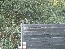 Quails