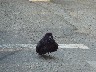 Raven shouting