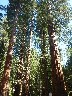 Sequoais