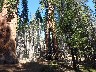 The Clothespin tree