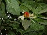 A plant I do not know