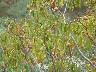 Another plant to look up 1