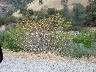 Another plant to look up 2