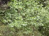 Black Oak