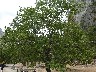 California black oak (Quercus kelloggii)