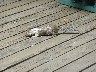 Chickarees waiting for food droppings