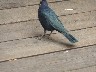 Glossy starling would not stay still