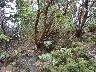 Manzanita bark