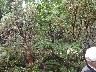 Manzanita little apple used in olden days for cider