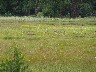 Mule deer (Odocoileus hemionus)