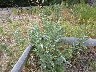 Showey Milkweed maybe