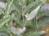 What plant is this 1