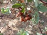 Manzanita apples