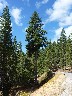 Sugar Pine tree