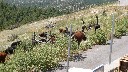 How do cows survive here