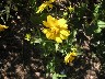 Prairie sunflower
